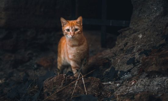 Обои на рабочий стол Рыжий котенок стоит на земле, by Jusdevoyage