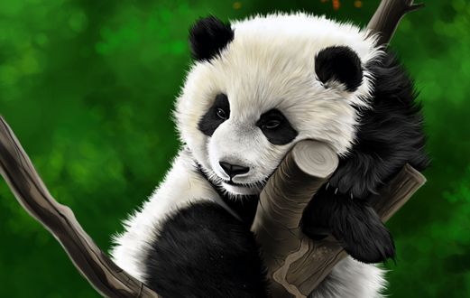 Обои на рабочий стол Панда на дереве, by Amit Baokar