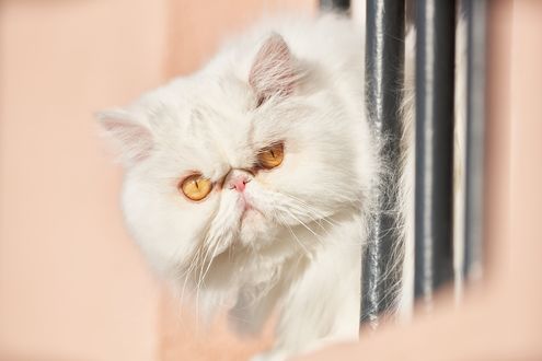Обои на рабочий стол Персидский котик с желтыми глазами
