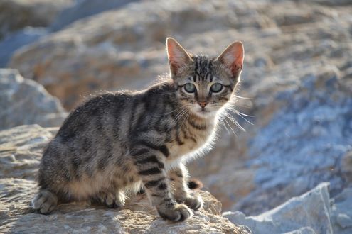 Кот серый в полоску фото