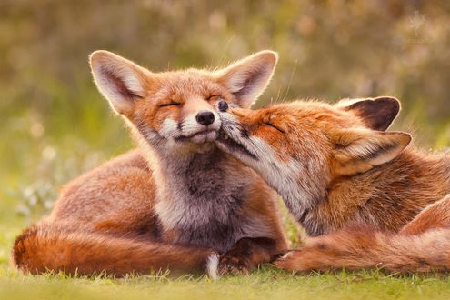 Обои на рабочий стол Две лисы на траве, by Roeselien Raimond