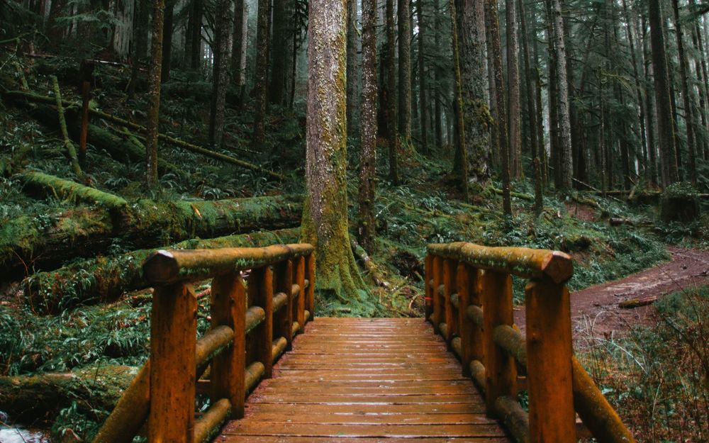 Обои для рабочего стола Деревянный мост в лесу, фотограф Eric Muhr