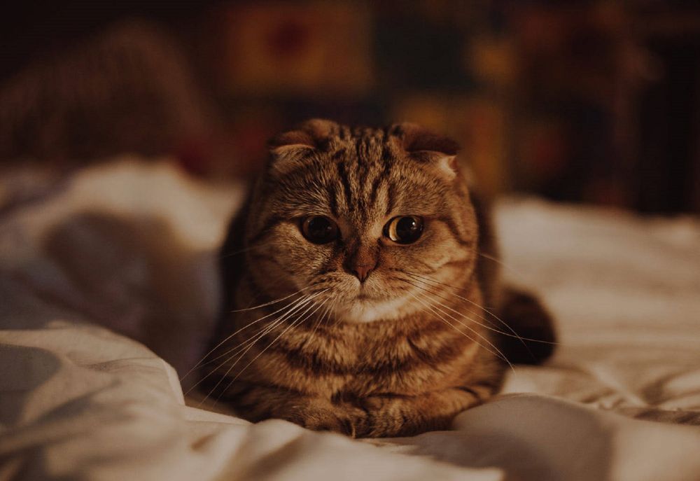 Обои для рабочего стола Кошка лежит на постели, by Taya Iv