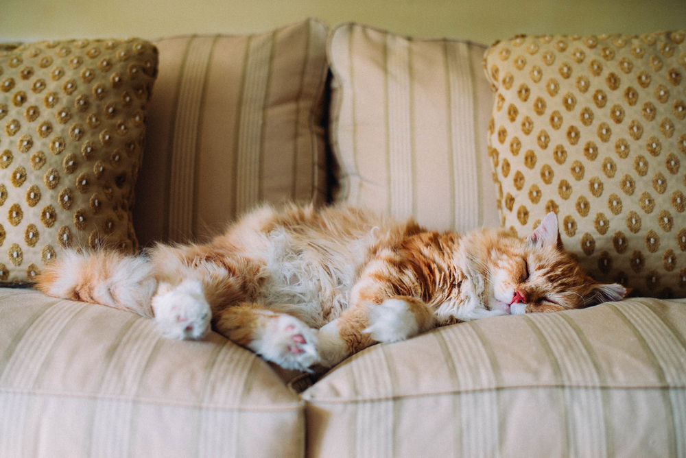 Кошка спит в диване