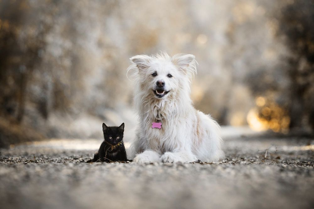 Обои для рабочего стола Черный котенок и белый пес породы эскимосский шпиц на размытом фоне, фотограф Alexandre Marques