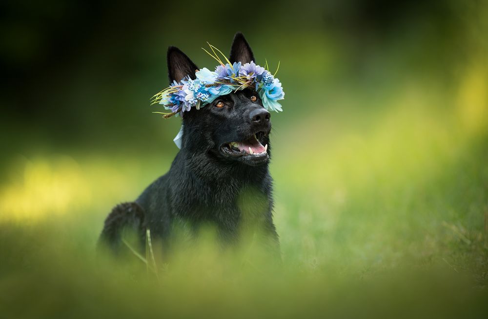 Обои для рабочего стола Овчарка в венке сидит в траве, by Nicole Trenker Fotografie