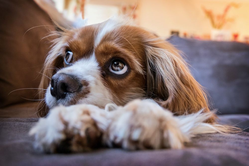 Обои для рабочего стола Собака породы Спаниэль / Кing Charles Spaniel
