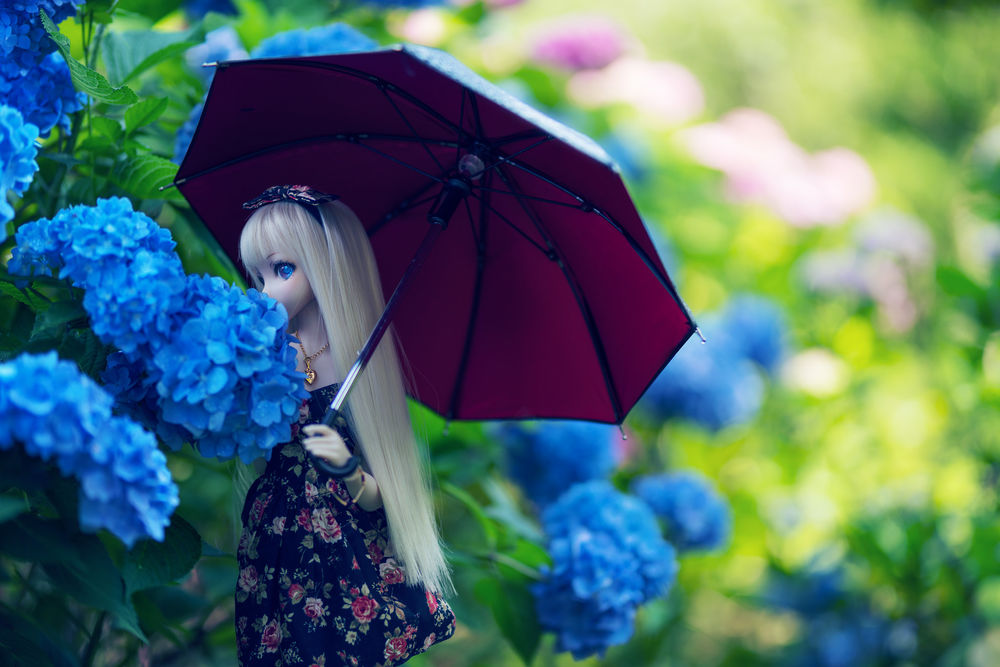 Обои для рабочего стола Девушка - кукла с зонтом стоит у кустов голубой гортензии