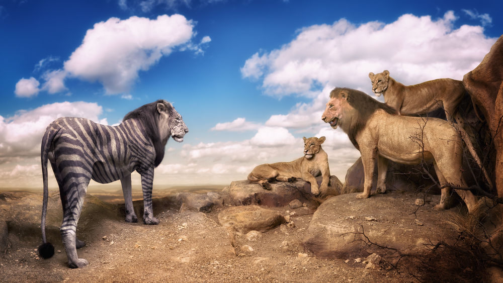Обои для рабочего стола Лев с раскрасом зебры стоит перед львами, by John Wilhelm