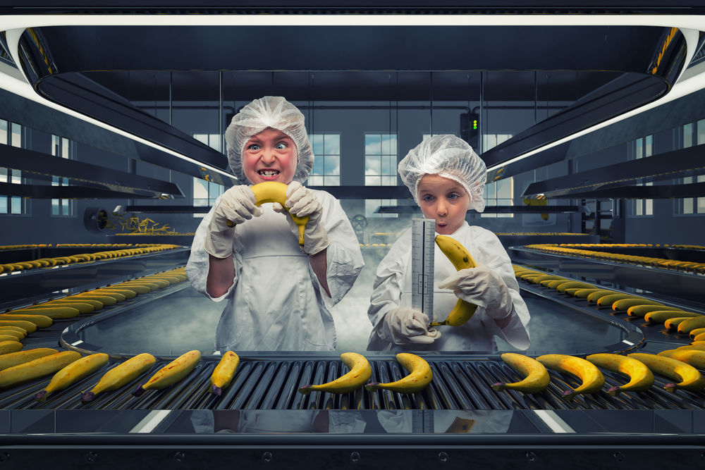Обои для рабочего стола Конвейер по сгибанию бананов, by John Wilhelm