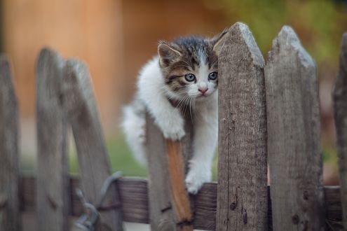 Обои на рабочий стол Котенок на заборе, фотограф Коротун Юрий