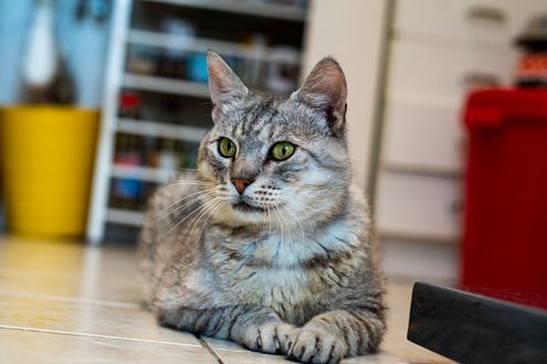 Обои на рабочий стол Серая кошка лежит на полу, by Hellmann