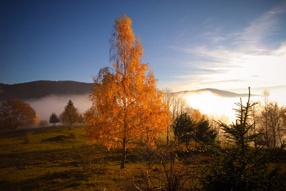 Обои для рабочего стола Осеннее дерево на фоне гор и неба, фотограф Klaus Muller