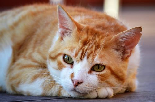 Обои на рабочий стол Рыжая кошка лежит на полу