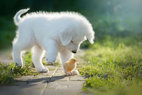 Обои на рабочий стол Щенок породы словацкий чувач смотрит на цыпленка, фотограф Писарева Светлана