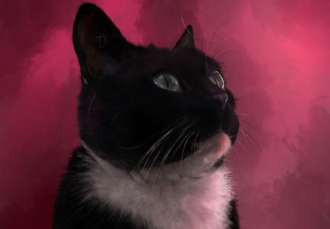 Обои на рабочий стол Черная кошка с белой грудкой на розовом фоне, by Miss-Blurry