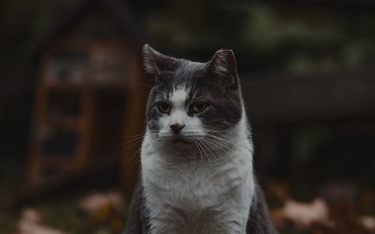 Обои на рабочий стол Серо-белая кошка сидит на размытом фоне, фотограф Jake G