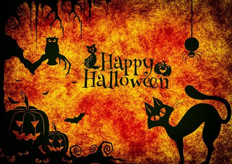 Обои на рабочий стол Фон с надписью Happy Halloween / счастливого Хэллоуина, черной кошкой, летучими мышами, светильниками Джека и пауком, а также совой на ветке, автор Alexas_Fotos
