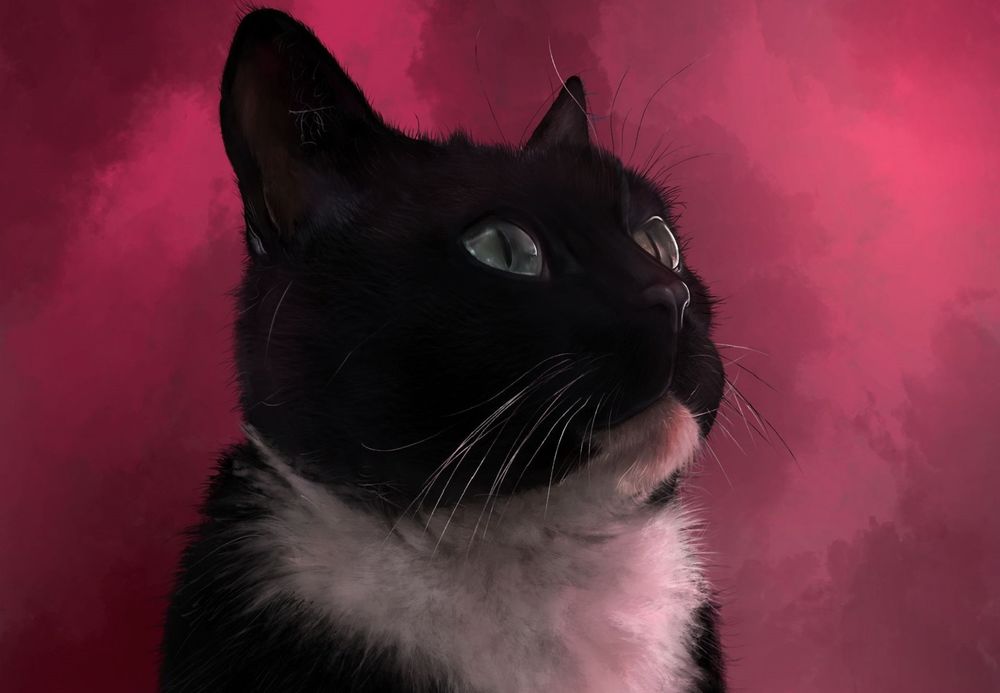 Обои для рабочего стола Черная кошка с белой грудкой на розовом фоне, by Miss-Blurry