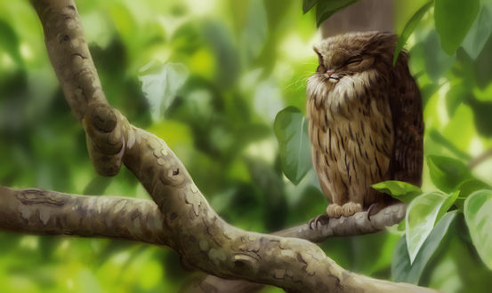 Обои на рабочий стол Сова на ветке дерева, by Pixxus