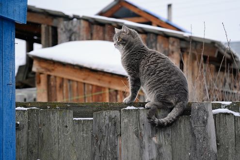 Обои на рабочий стол Серая кошка сидит на заборе, автор Екатерина Гусева