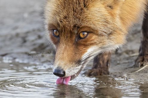 Обои на рабочий стол Лиса лакает воду из лужи, by Arno van Zon