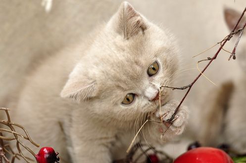 Обои на рабочий стол Котенок у ветки, by Uschi Leonhartsberger-Schrott