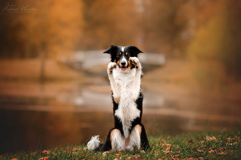 Обои на рабочий стол Cобака породы бордер колли сидит на траве, фотограф Екатерина Кикоть