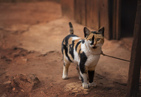 Обои на рабочий стол Мадагаскарская кошка привязана веревочкой. Фотограф Деркач Наталия
