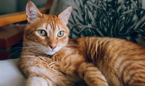 Обои на рабочий стол Рыжая кошка лежит на диване, фотограф Mati Mango
