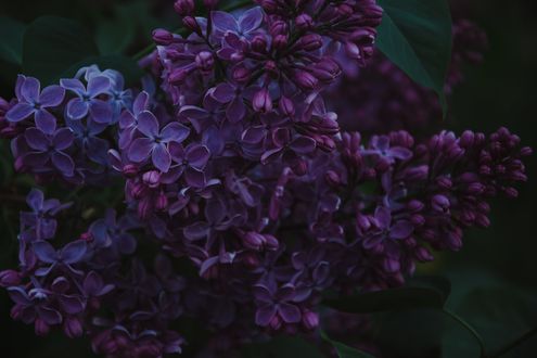 Обои на рабочий стол Ветка сирени, by Irina Iriser