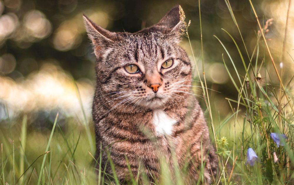 Обои для рабочего стола Cерая кошка в траве, by Sara Kurfeb