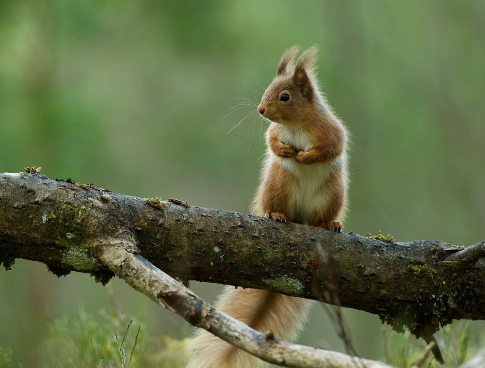Обои для рабочего стола Белочка сидит на ветке, Cairngorms National Park, Scotland / национальный парк Кэрнгормс, Шотландия, фотограф Tony Cox