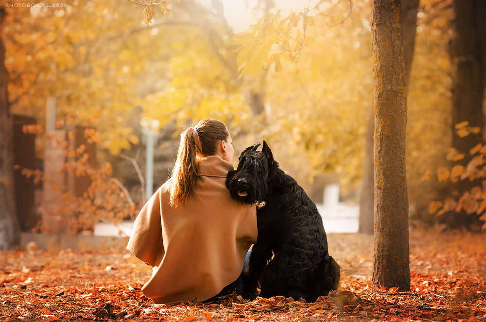 Обои для рабочего стола Девушка с собакой породы шотландский терьер сидят на осенней листве. Фотограф Кикоть Екатерина