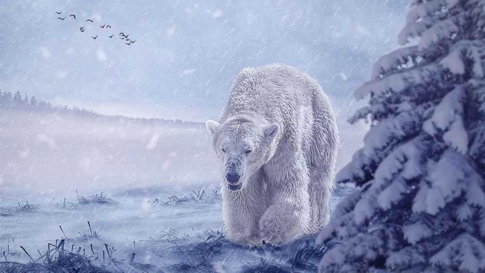 Обои для рабочего стола Белый медведь на фоне идущего снега