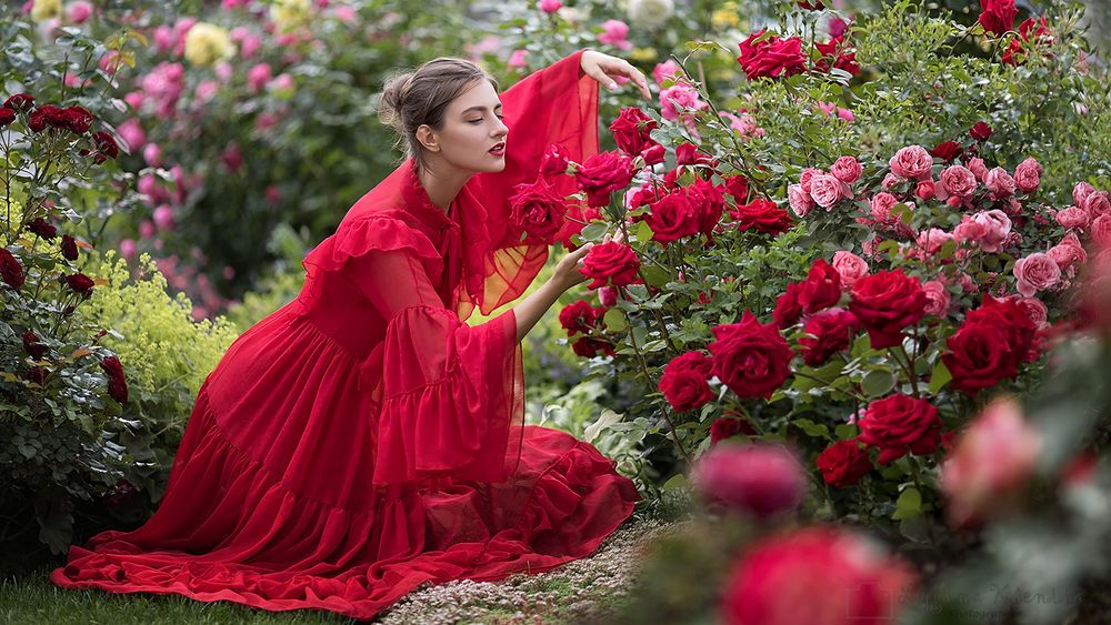 Обои для рабочего стола Девушка в красном платье сидит возле цветущих роз в саду, фотограф Kseniia Lygina