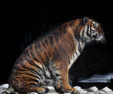 Обои на рабочий стол Амурский тигр сидит на заснеженных бревнах, фотограф Олег Богданов