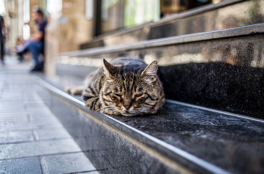 Обои для рабочего стола Полосатый кот дремлет на ступеньках на городской улице