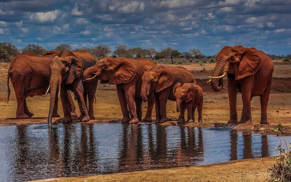 Обои для рабочего стола Африканские слоны на водопое