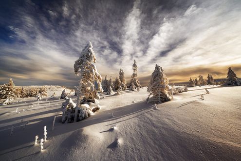 Обои на рабочий стол Зимние деревья под облачным небом, фотограф Robert Didierjean