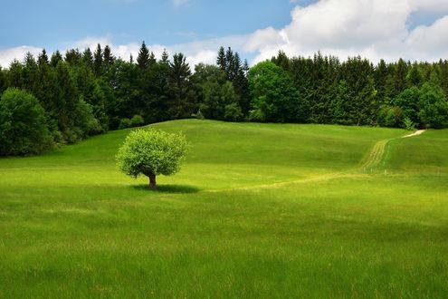 Обои на рабочий стол Весенний зеленый луг и деревья, фотограф Raska Milan