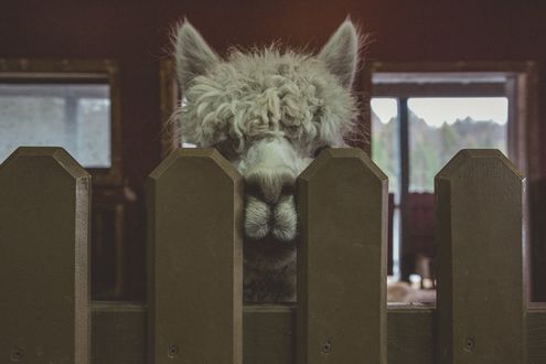 Обои на рабочий стол Альпака за забором, by Jp Valery