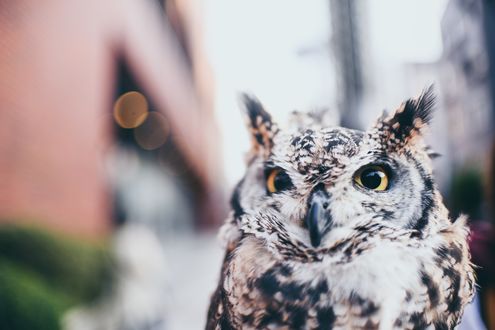 Обои на рабочий стол Сова на размытом фоне, фотограф - любитель Emile Guillemot