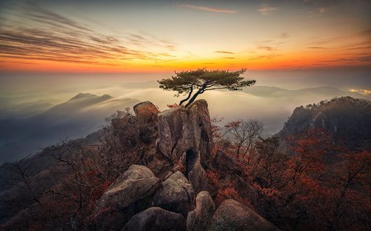 Обои на рабочий стол Дерево на горе Даэдун, фотограф Jaewoon U