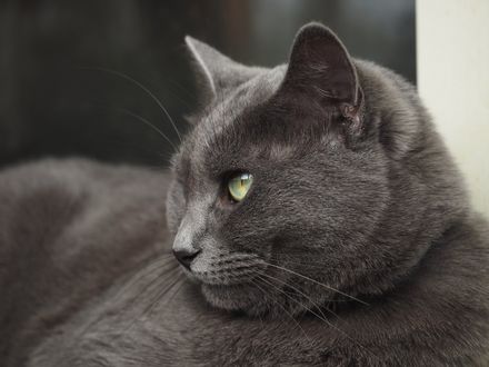 Обои на рабочий стол Кошка породы Картезианская