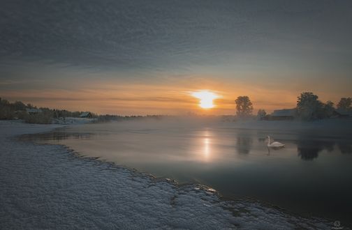 Обои на рабочий стол Лебедь на воде на фоне зимнего заката, фотограф Анатолий Кудрявцев