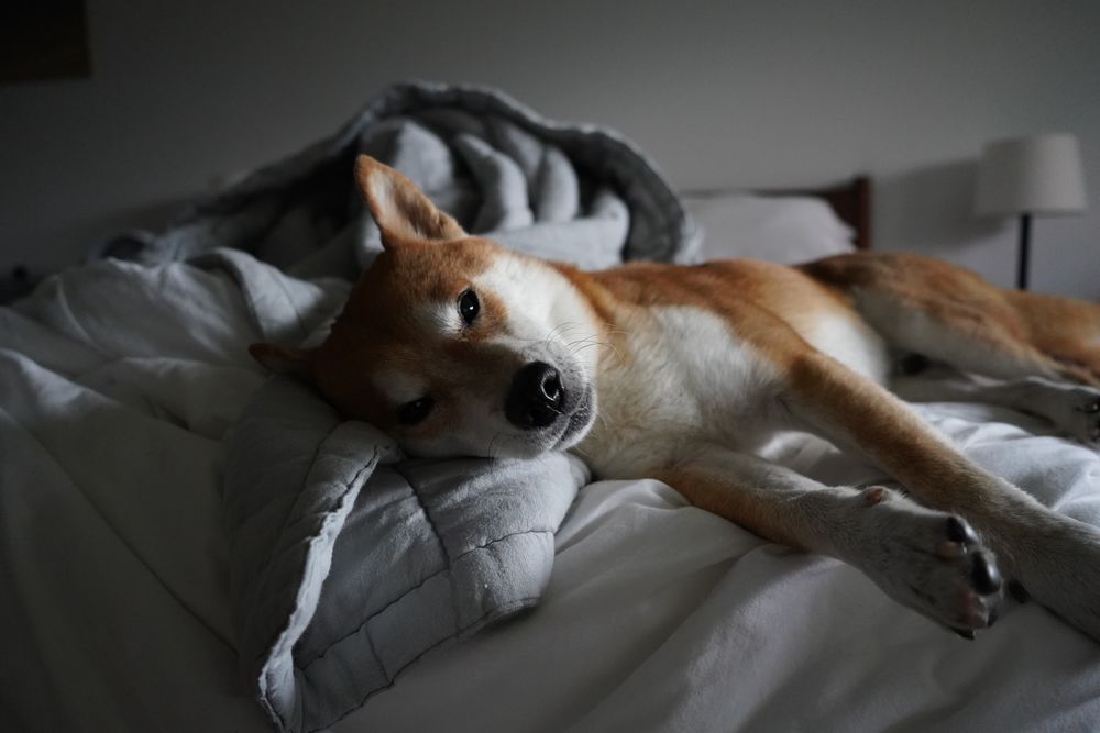 Обои для рабочего стола Сиба-ину лежит в кровати, фотограф Josh Leong