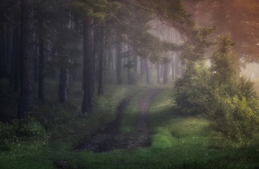 Обои на рабочий стол Дорога в лесу туманным утром, фотограф Бирюкова Татьяна