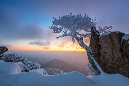 Обои на рабочий стол Заснеженное дерево на фоне неба. Фотограф Ryu Jaeyoun