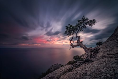 Обои на рабочий стол Сосна на скале, Крым, фотограф Ермолина Елена